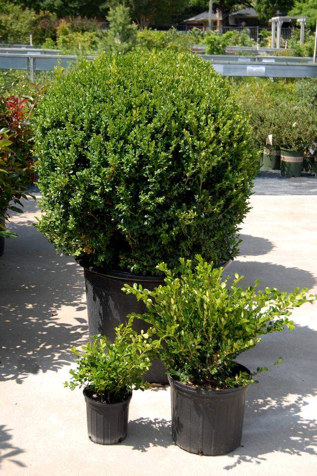 Buy nursery stock (boxwood in this case) sized to suit your needs.